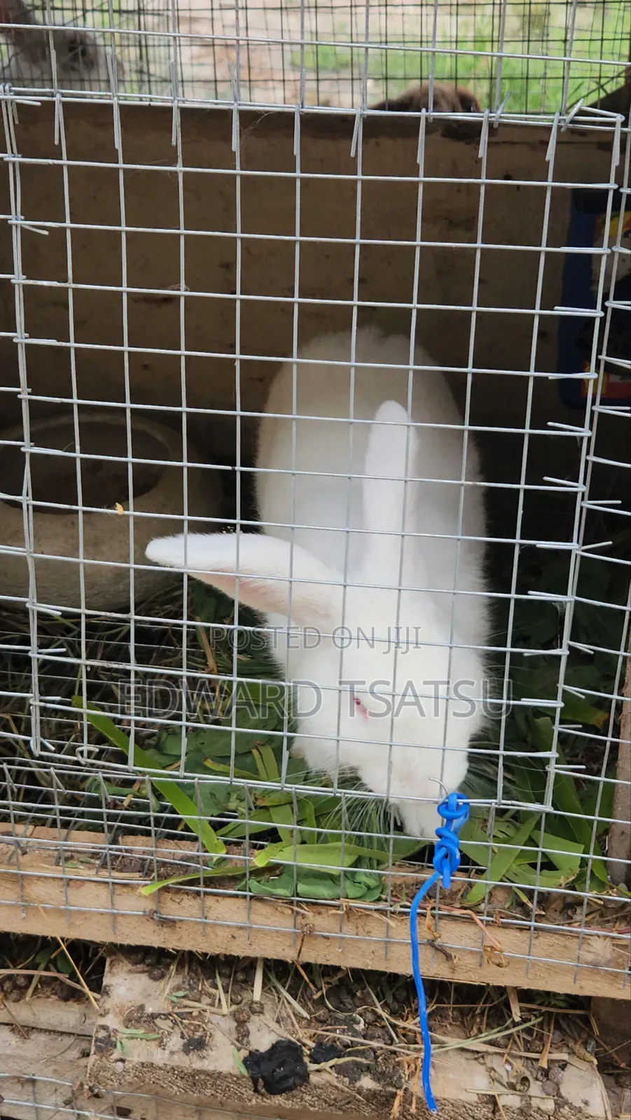 Meet Rabbit