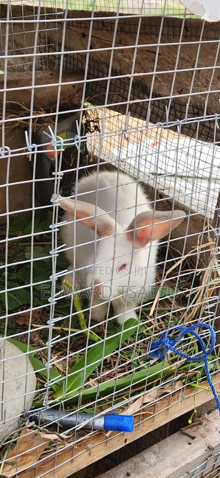 Meet Rabbit