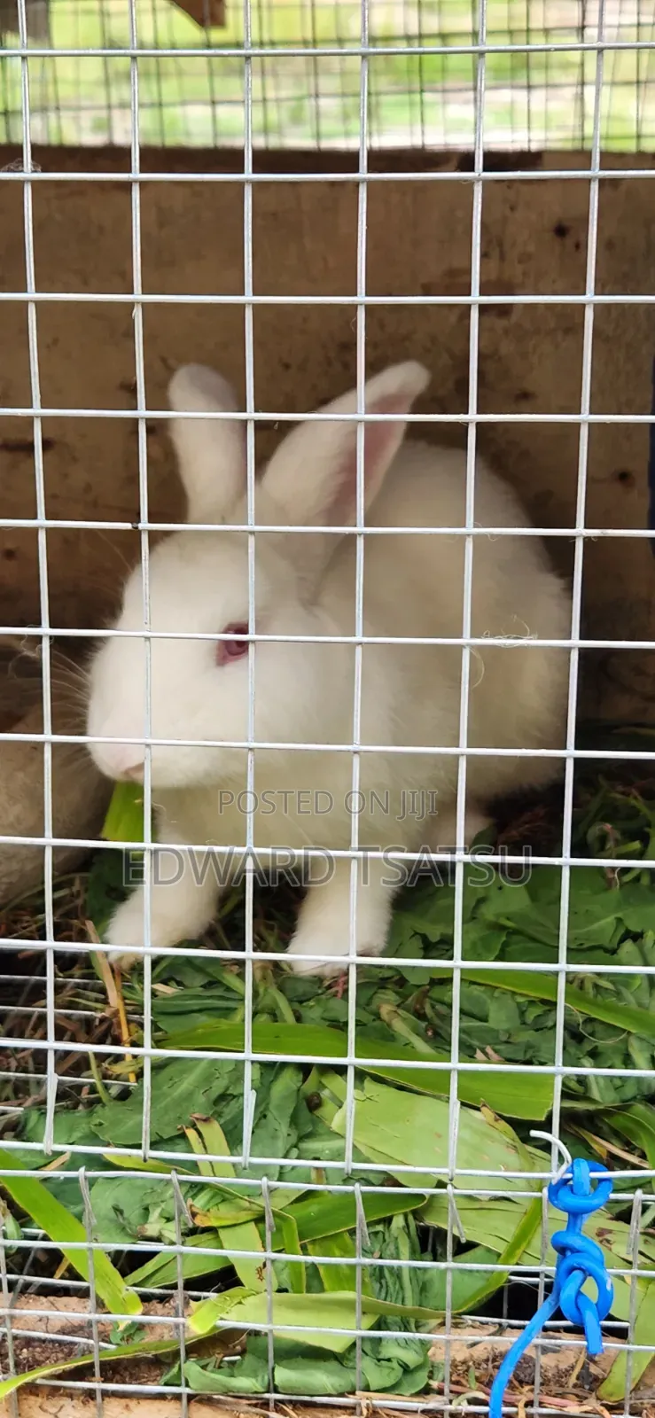 Meet Rabbit