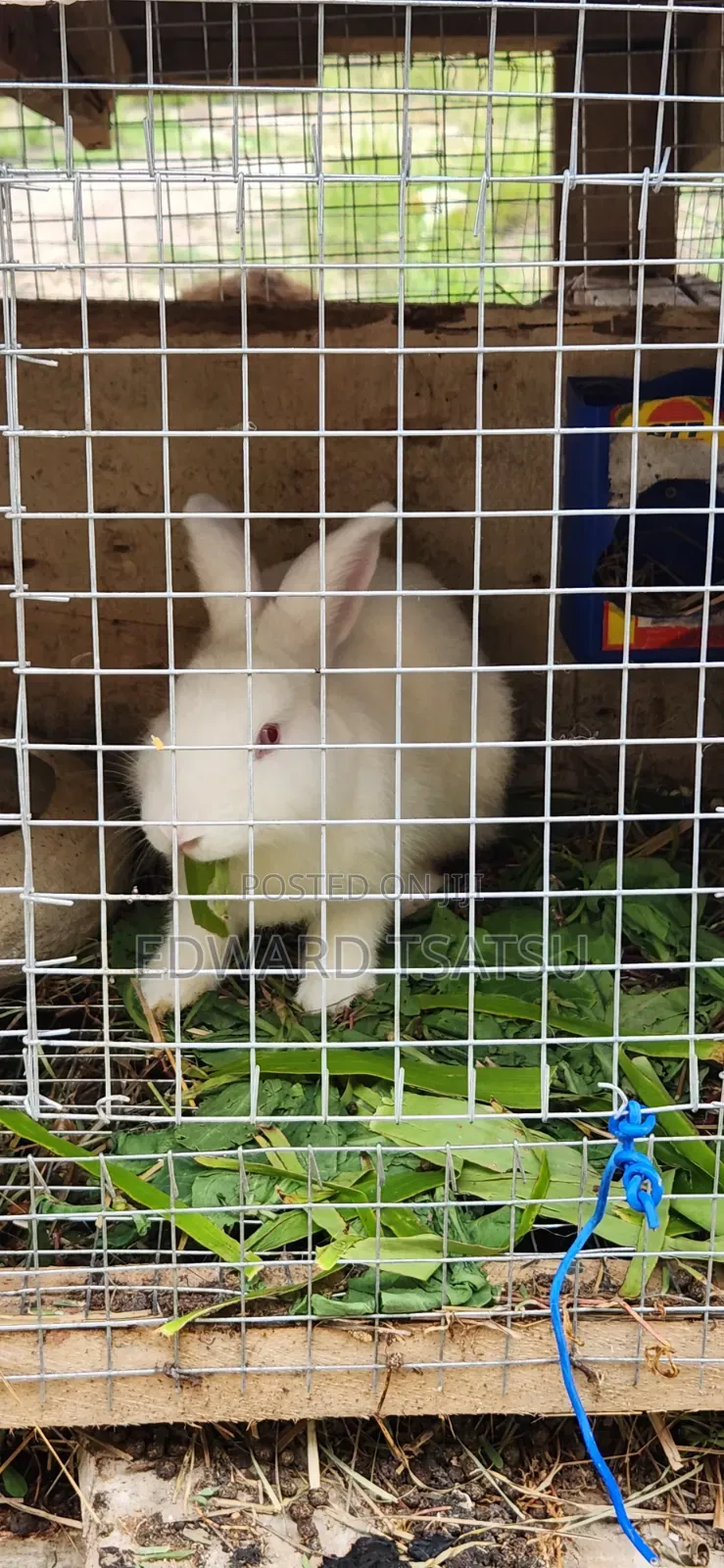 Meet Rabbit