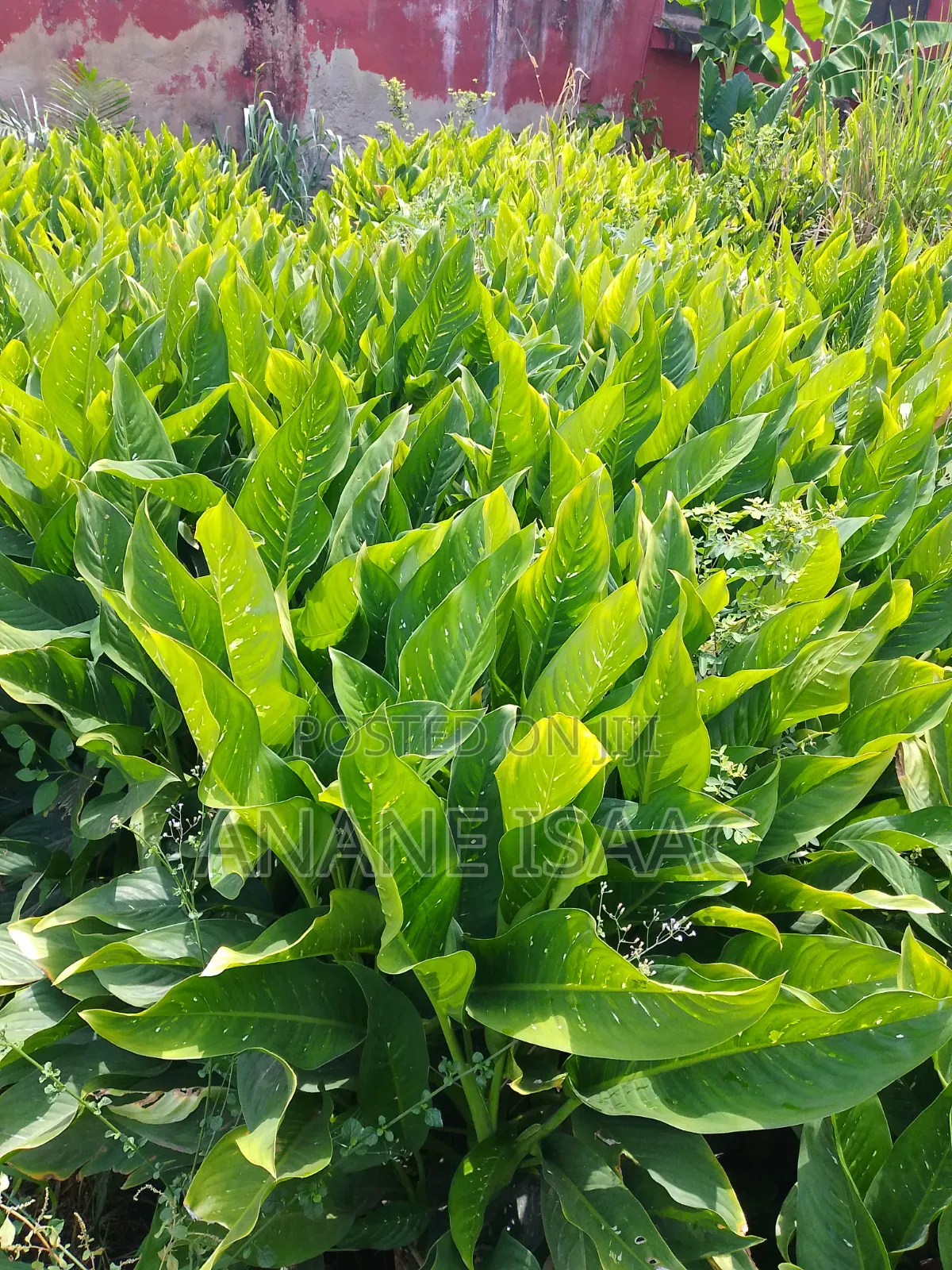 Dumb Cane Flowers