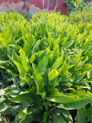 Dumb Cane Flowers