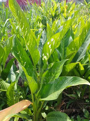Dumb Cane Flowers