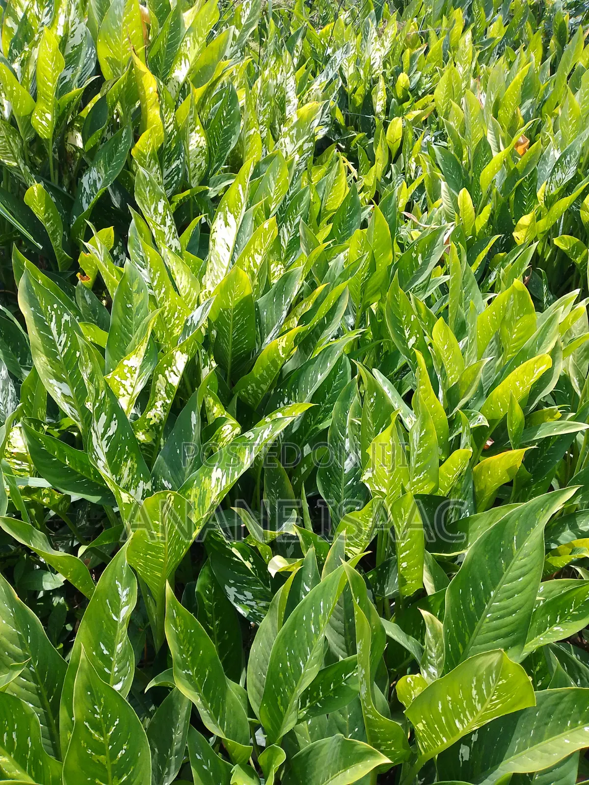 Dumb Cane Flowers