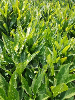 Dumb Cane Flowers