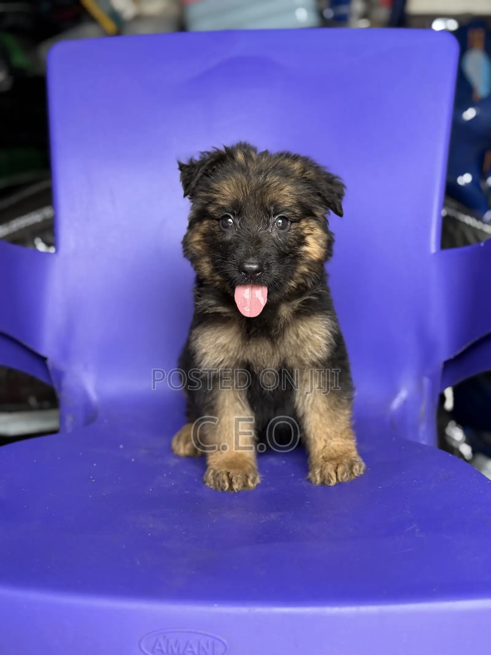 1-3 months Male Purebred German Shepherd