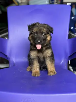 1-3 months Male Purebred German Shepherd