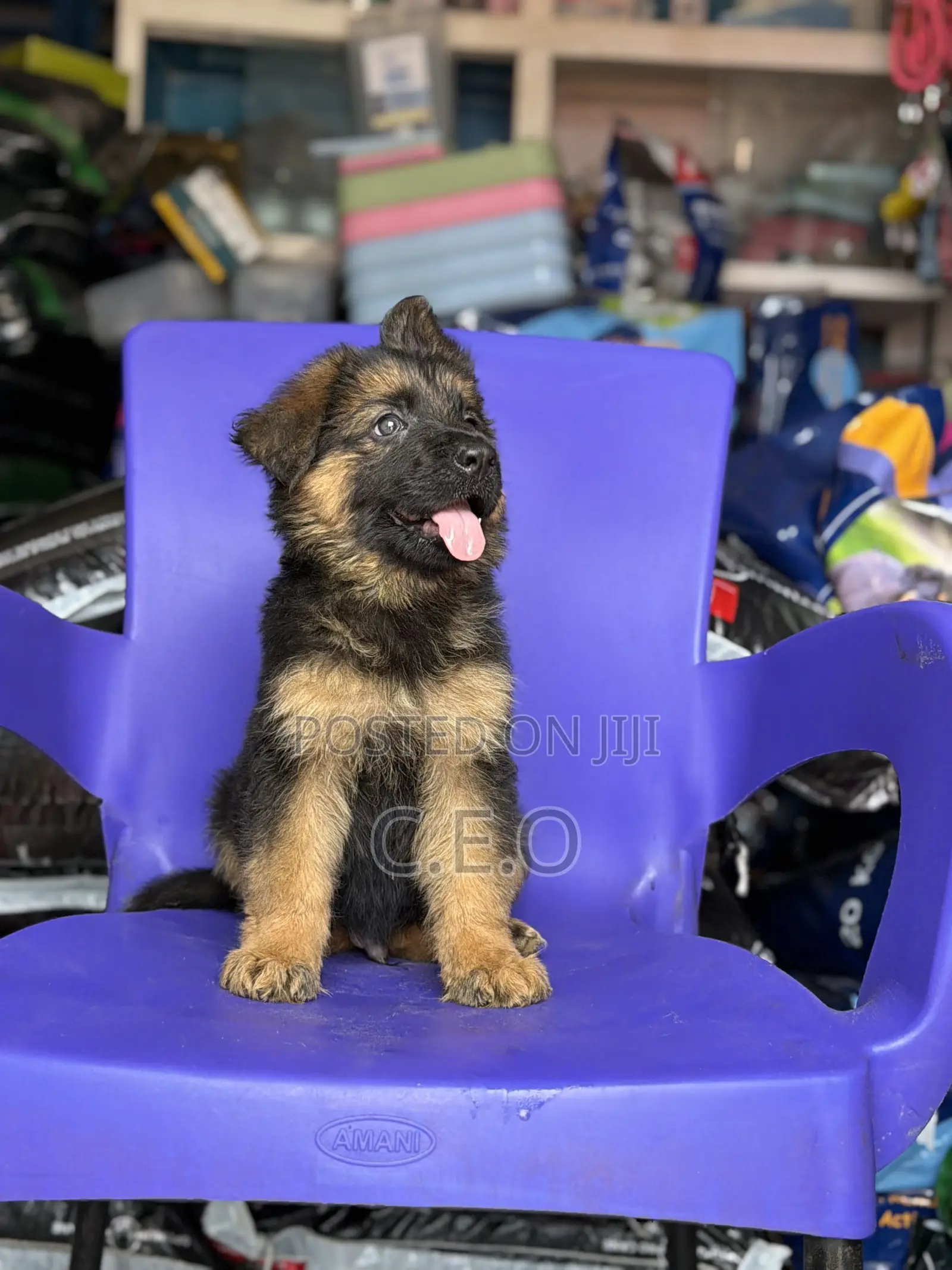1-3 months Male Purebred German Shepherd