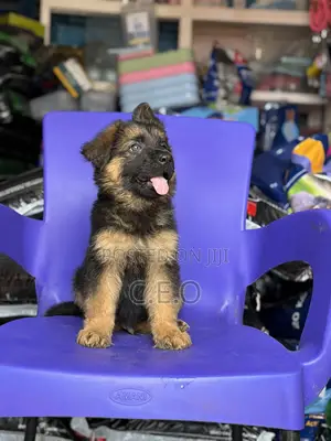 1-3 months Male Purebred German Shepherd