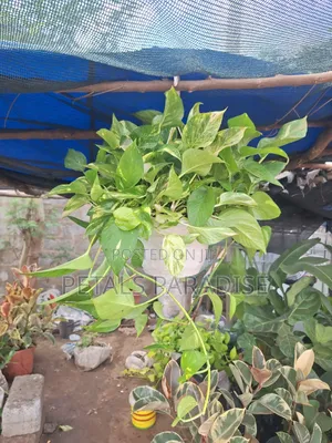 Hanging Pothos for Sale