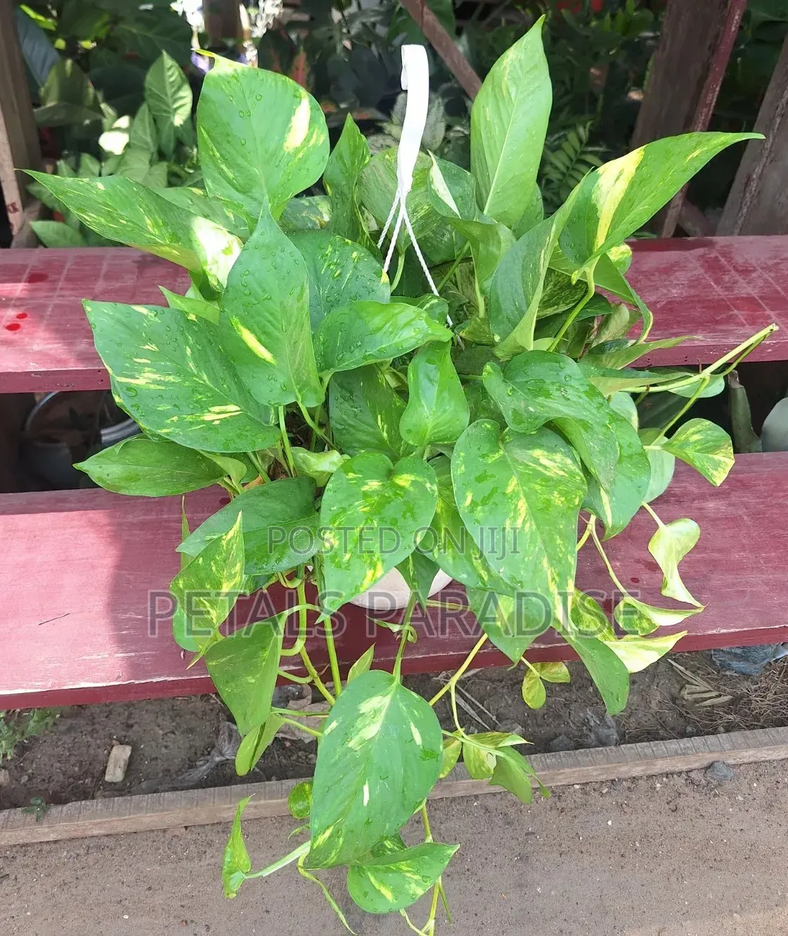 Hanging Pothos for Sale