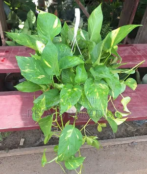 Hanging Pothos for Sale