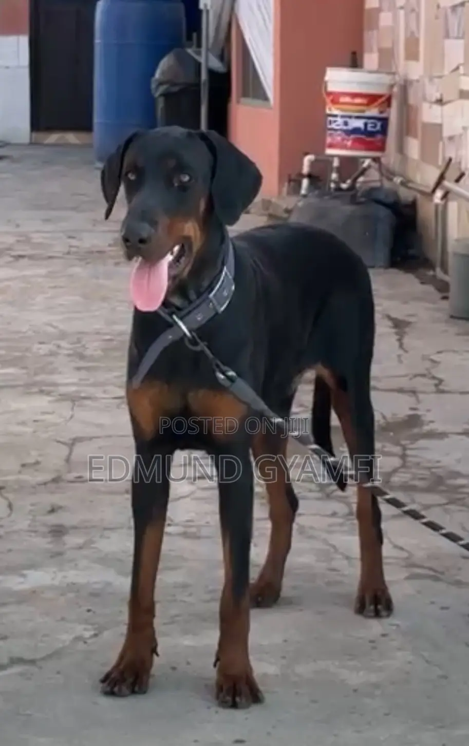 6-12 months Male Purebred Doberman Pinscher