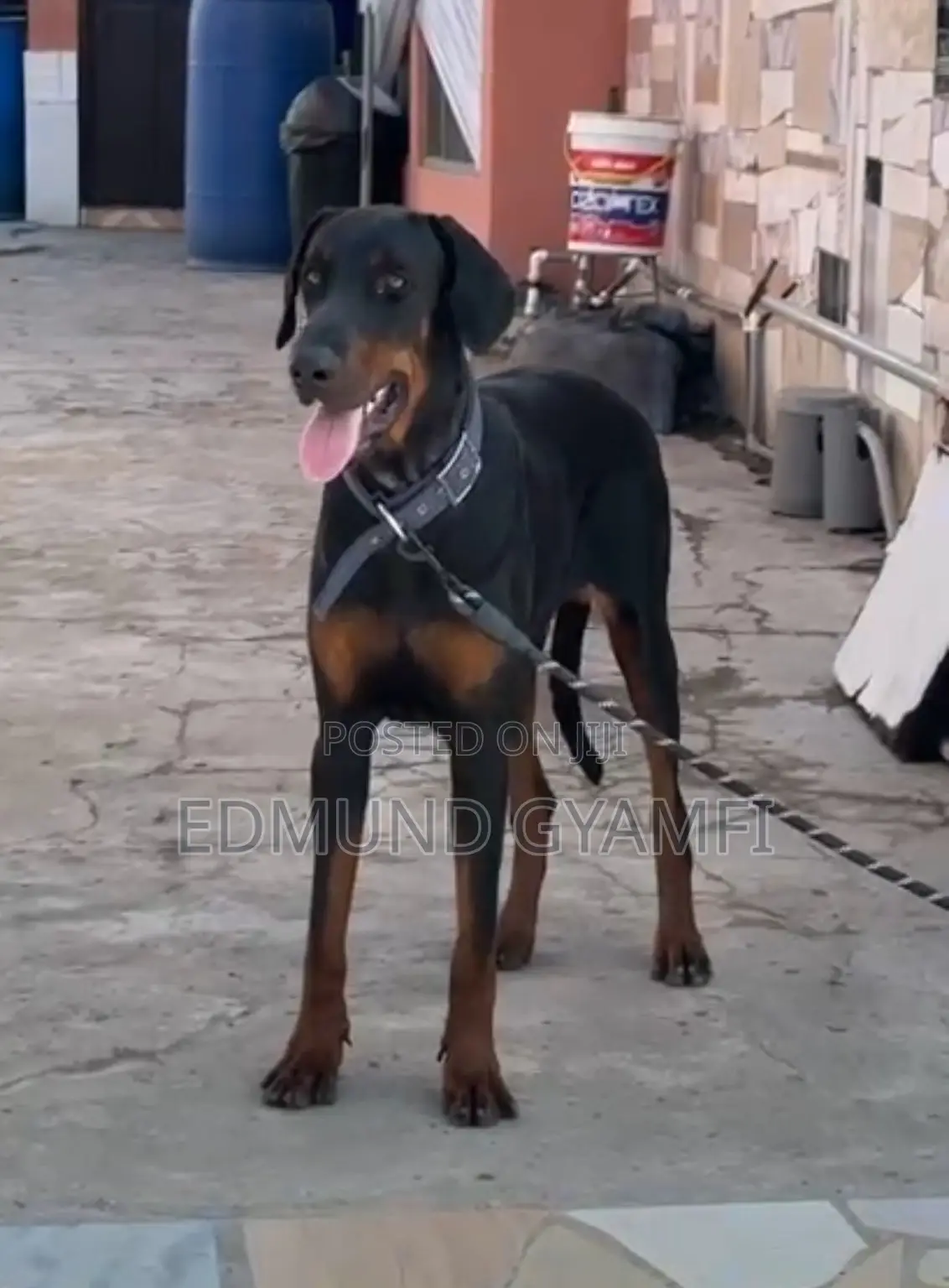6-12 months Male Purebred Doberman Pinscher