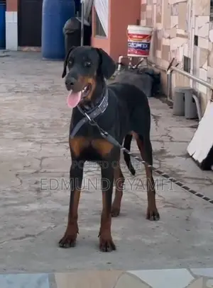 6-12 months Male Purebred Doberman Pinscher