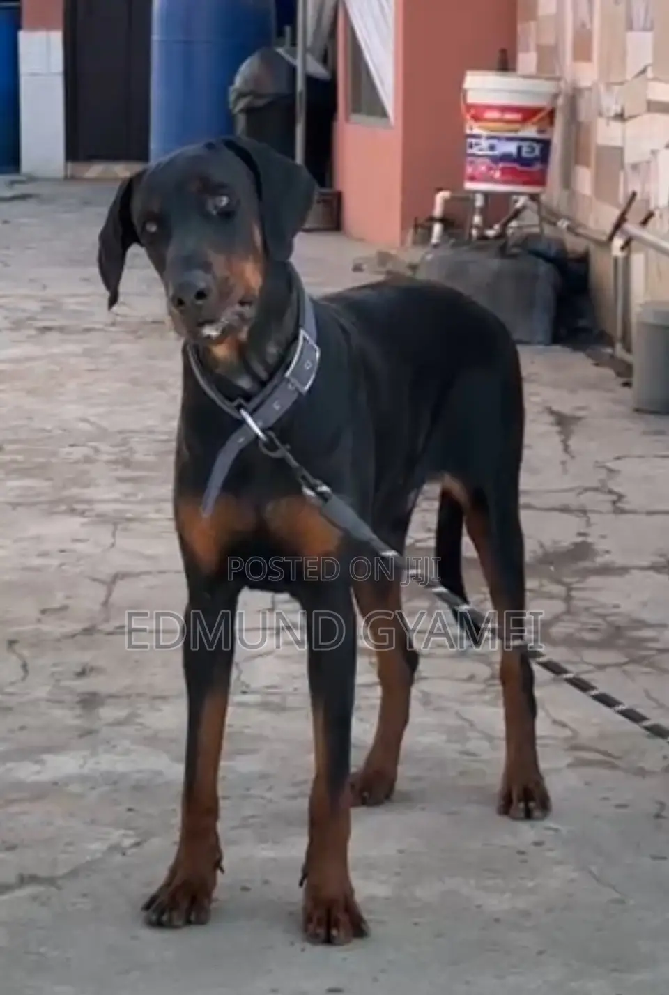 6-12 months Male Purebred Doberman Pinscher