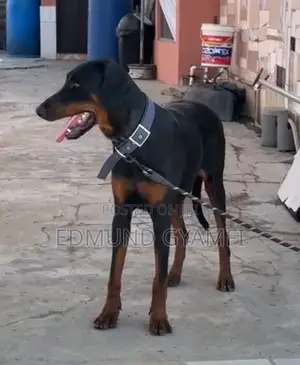 6-12 months Male Purebred Doberman Pinscher
