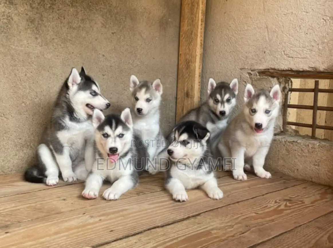 1-3 months Female Purebred Siberian Husky