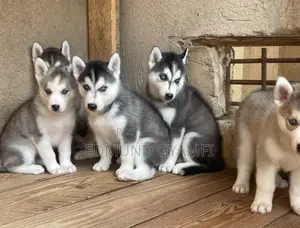 1-3 months Female Purebred Siberian Husky