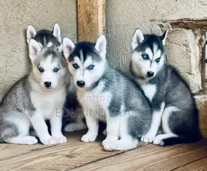1-3 months Female Purebred Siberian Husky