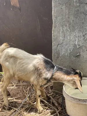 Crossed and Local Breed Billy Goat