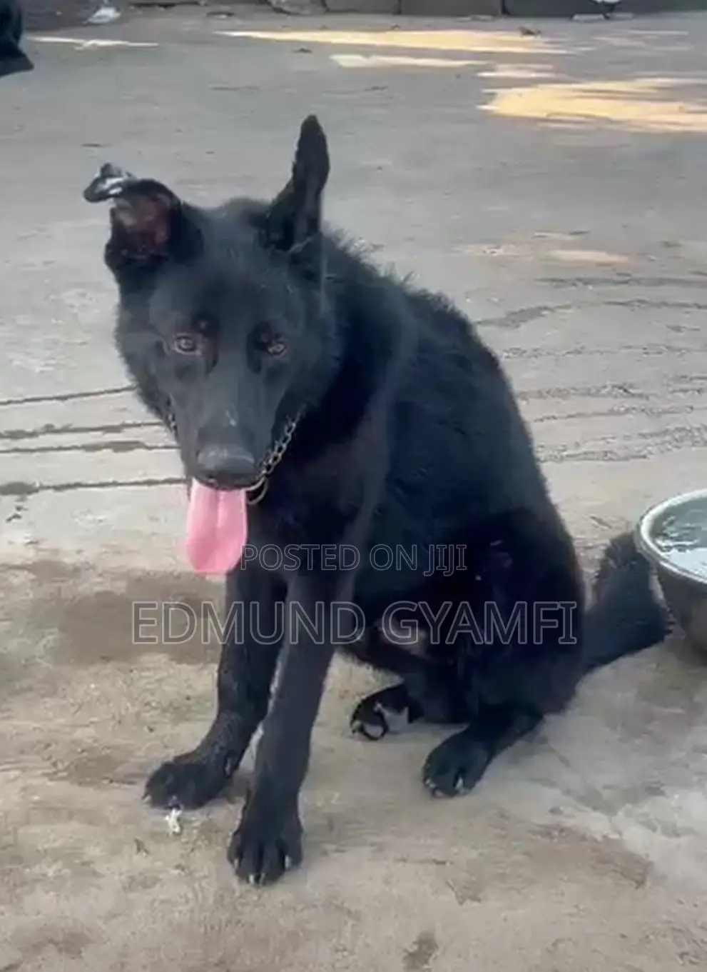 6-12 months Male Purebred German Shepherd