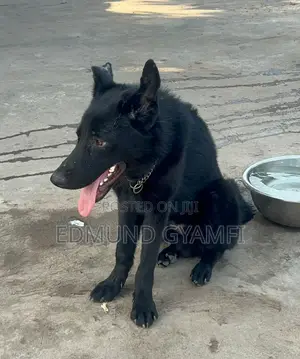 6-12 months Male Purebred German Shepherd