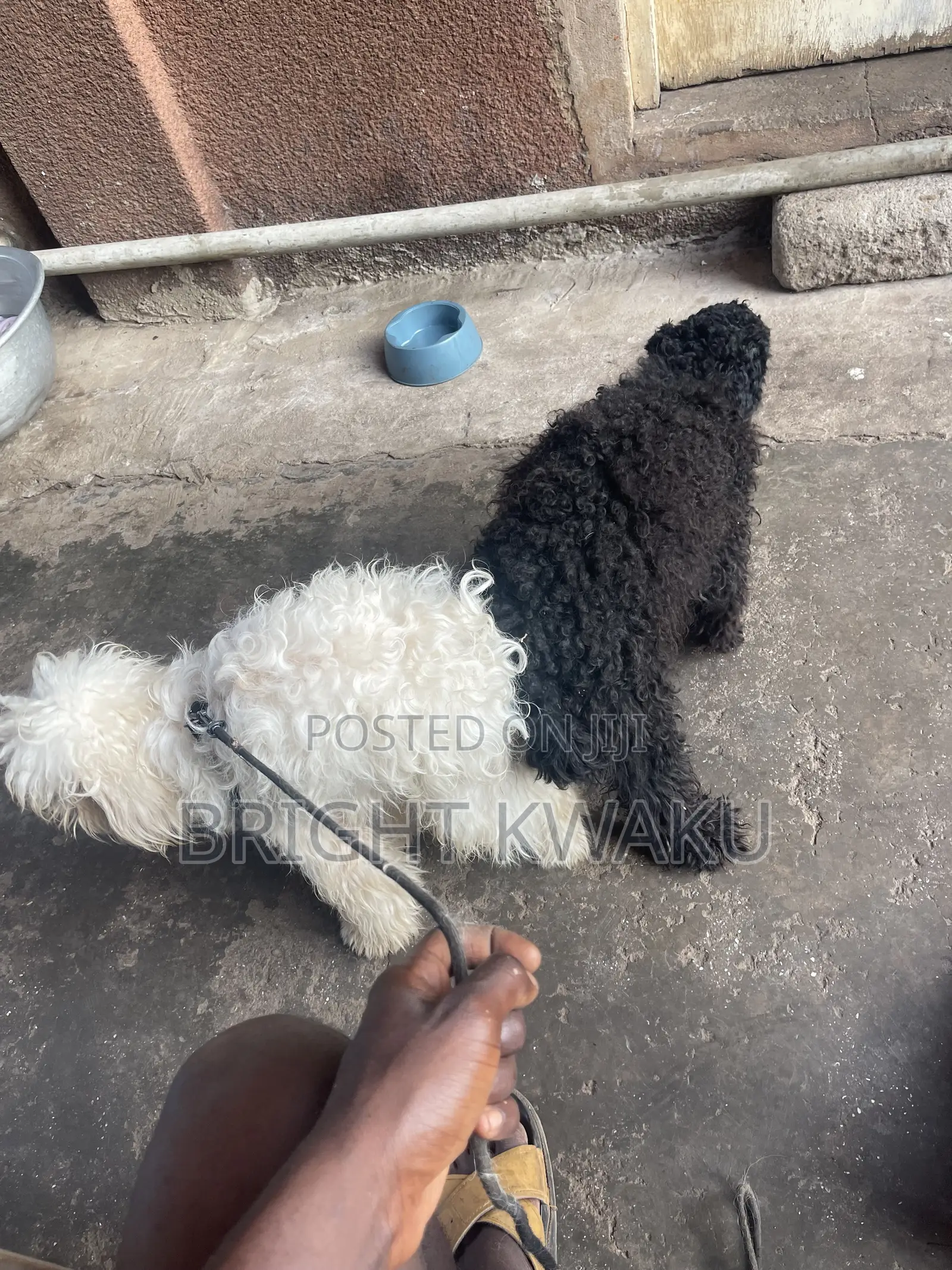 6-12 months Male Purebred Poodle