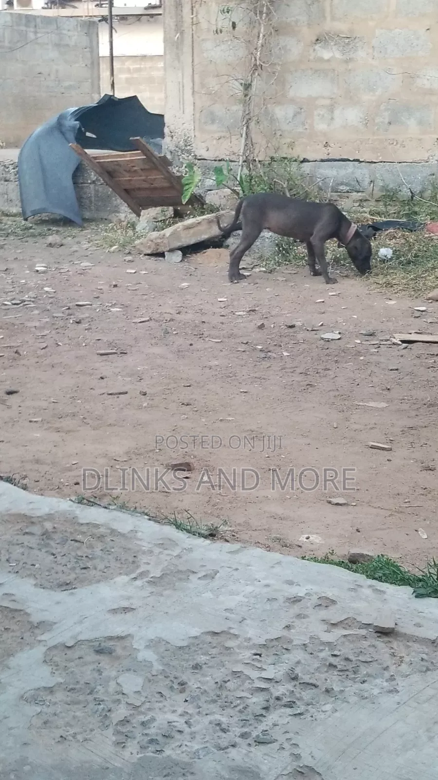 6-12 months Female Purebred American Pit Bull Terrier