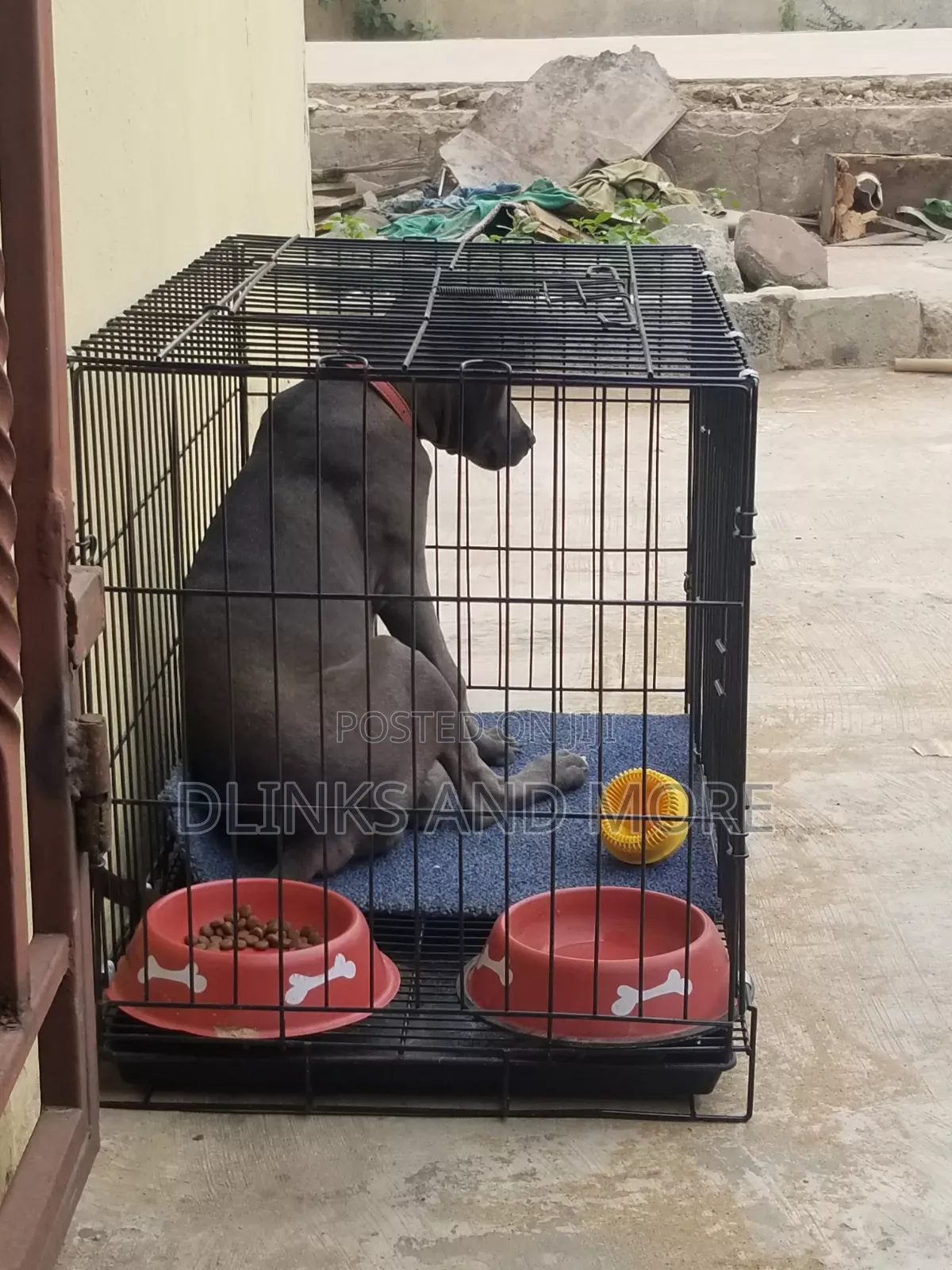 6-12 months Female Purebred American Pit Bull Terrier