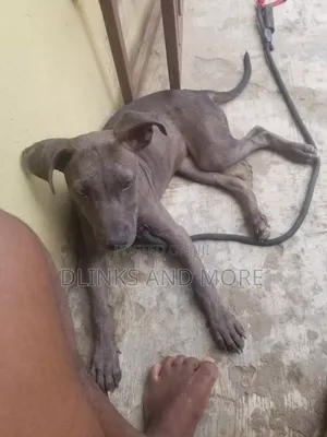 6-12 months Female Purebred American Pit Bull Terrier