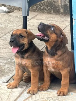 1-3 months Male Purebred Boerboel
