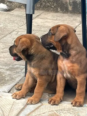 1-3 months Male Purebred Boerboel