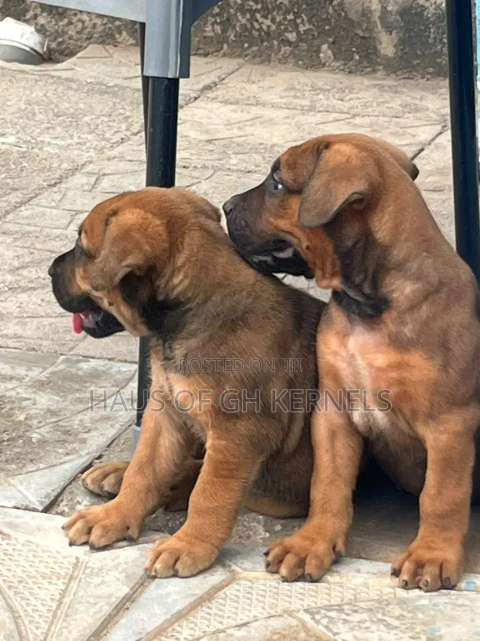 1-3 months Male Purebred Boerboel