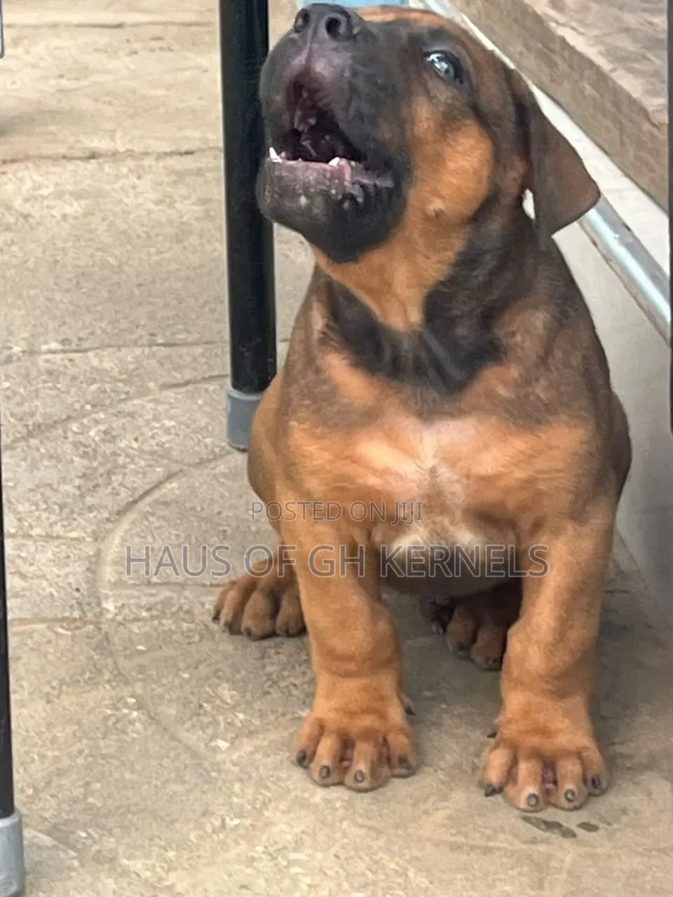 1-3 months Male Purebred Boerboel