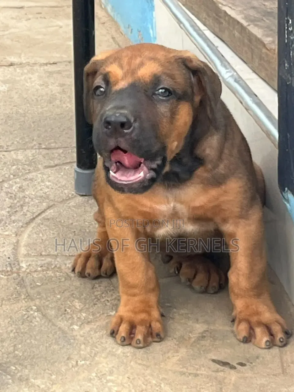 1-3 months Male Purebred Boerboel