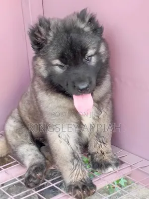 1-3 months Male Purebred Caucasian Shepherd
