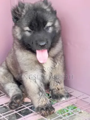 1-3 months Male Purebred Caucasian Shepherd