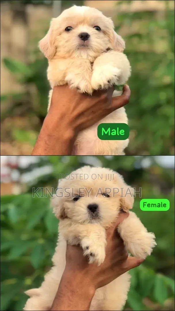1-3 months Female Purebred Poodle