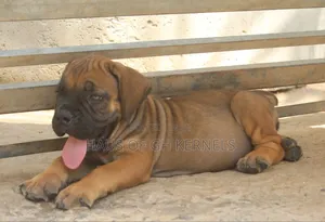 1-3 months Female Purebred Boerboel