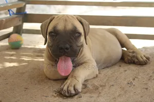 1-3 months Female Purebred Boerboel