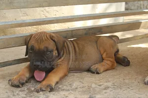1-3 months Female Purebred Boerboel