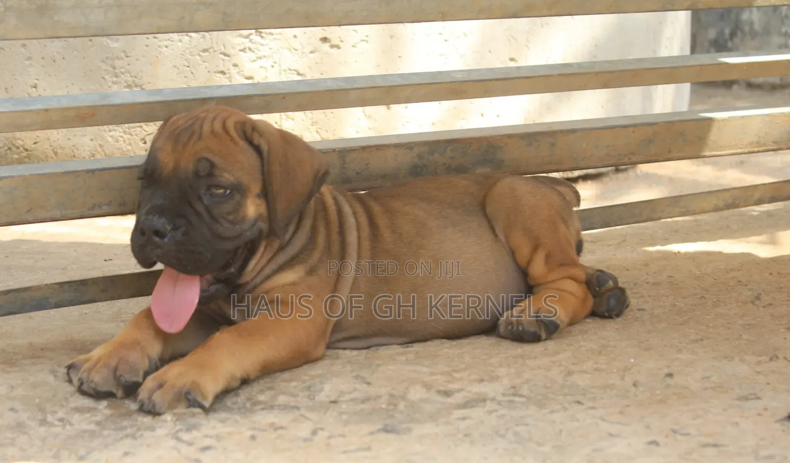 1-3 months Female Purebred Boerboel
