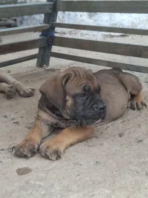 1-3 months Female Purebred Boerboel