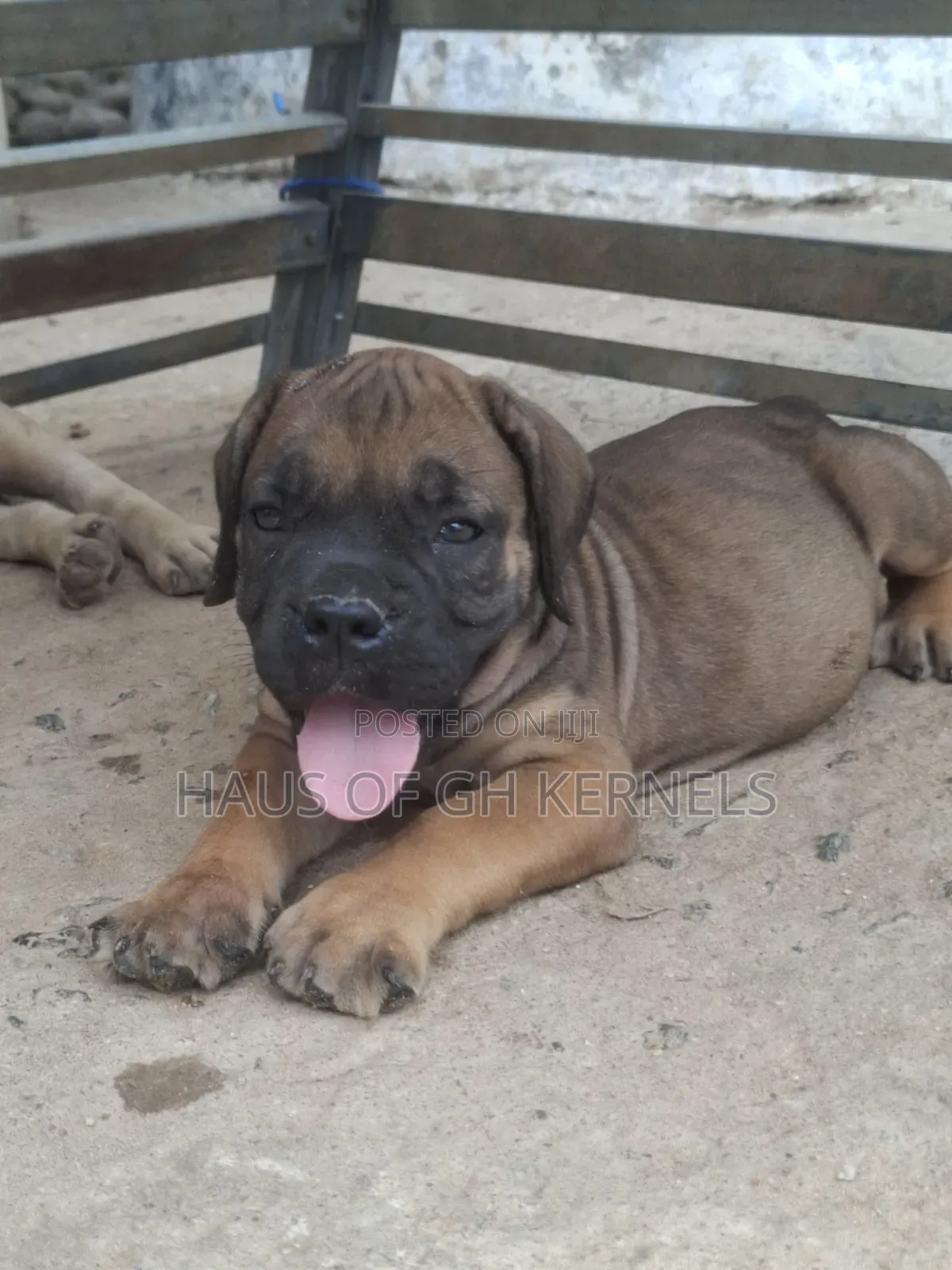 1-3 months Female Purebred Boerboel