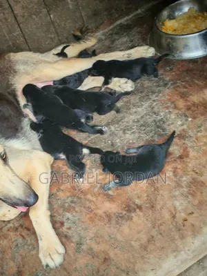 0-1 month Female Purebred German Shepherd