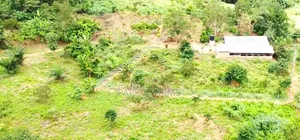 13 Acres Farmland-Ahafo Ano South