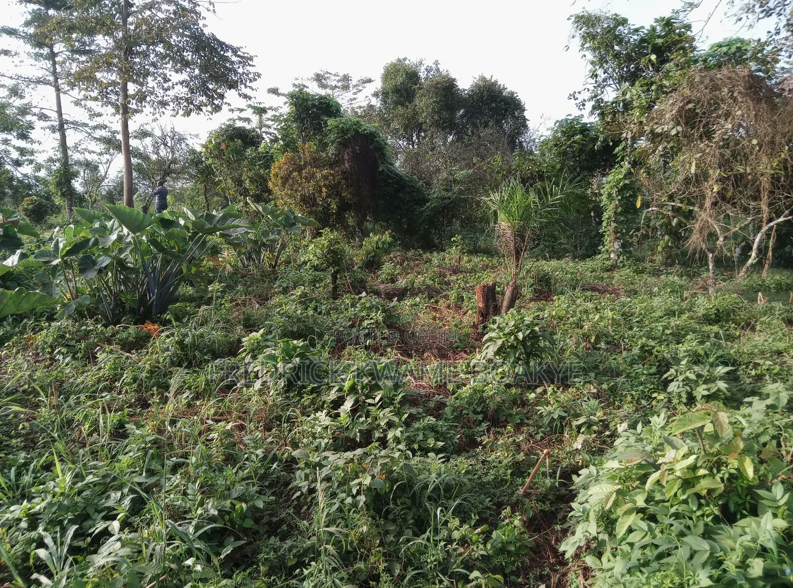 5 Plots of Land for Sale at Dwenewoho Mankranso Rd