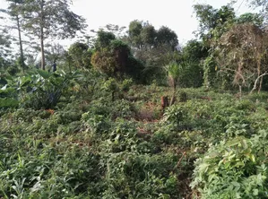 5 Plots of Land for Sale at Dwenewoho Mankranso Rd