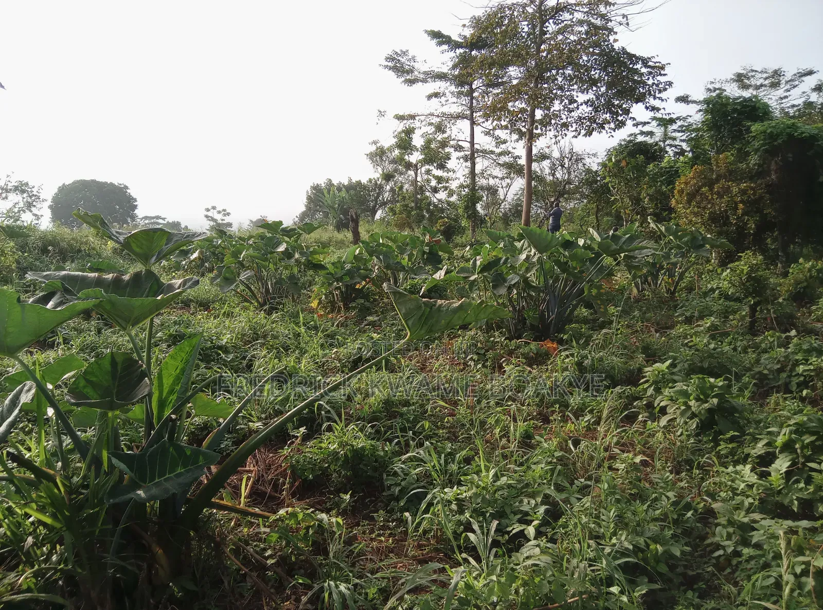 5 Plots of Land for Sale at Dwenewoho Mankranso Rd